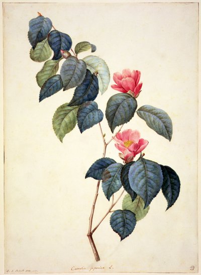 PD.21-1960 Camellia Japonica, 1793 von Pierre Joseph Redouté